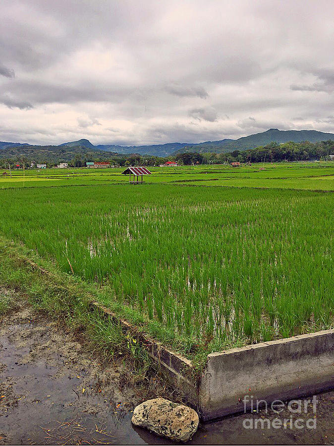Rice Paddy In The Philippines Photograph by Kay Novy