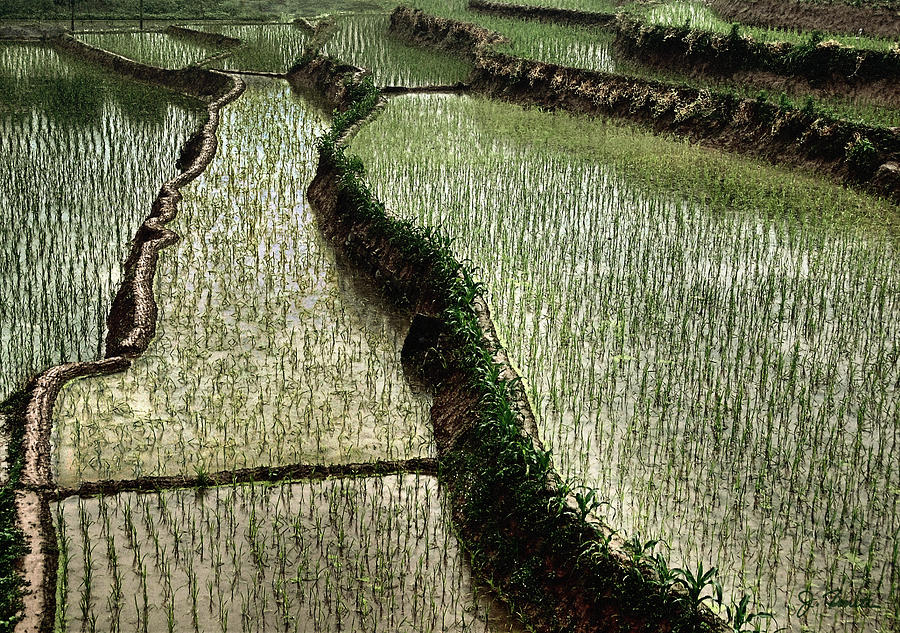 Rice Paddy Photograph by Joe Bonita
