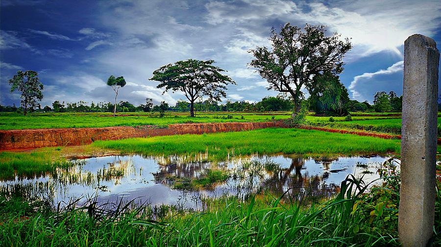 Rice Paddy View Photograph by Ian Gledhill