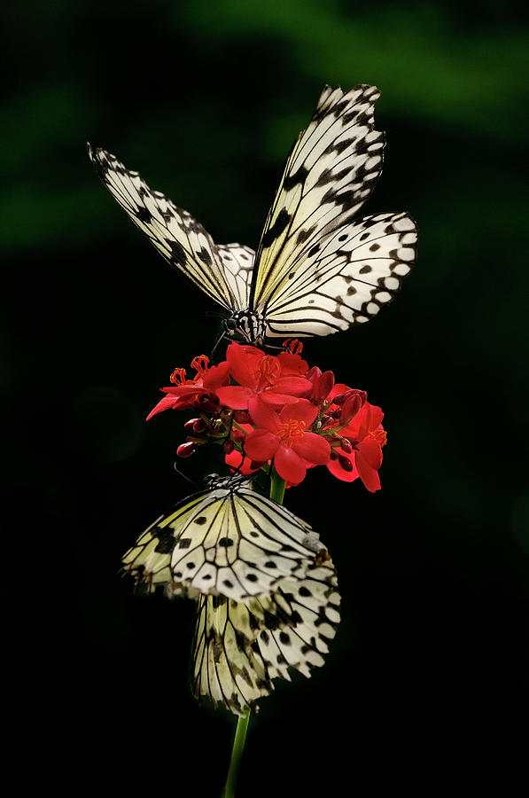 Rice Paper Butterflies Photograph by Carol Eade