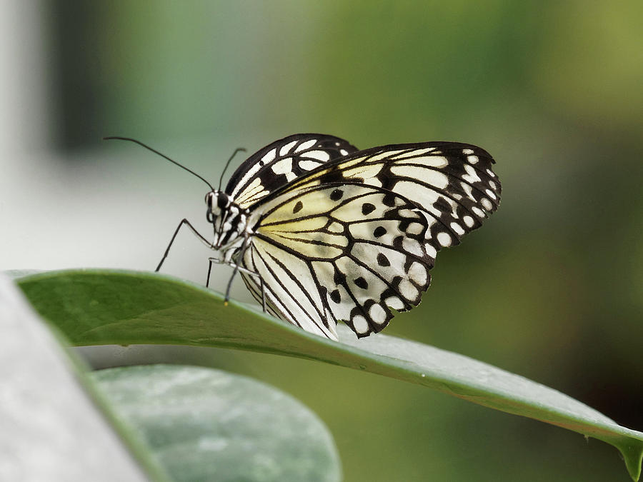 Rice paper Butterfly - 2 by Paul Gulliver Rice paper Butterfly - 2 by Paul Gulliver