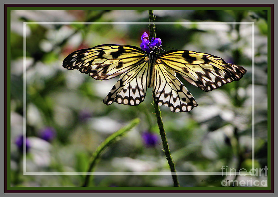 Rice Paper Butterfly, Framed Photograph by Sandra Huston
