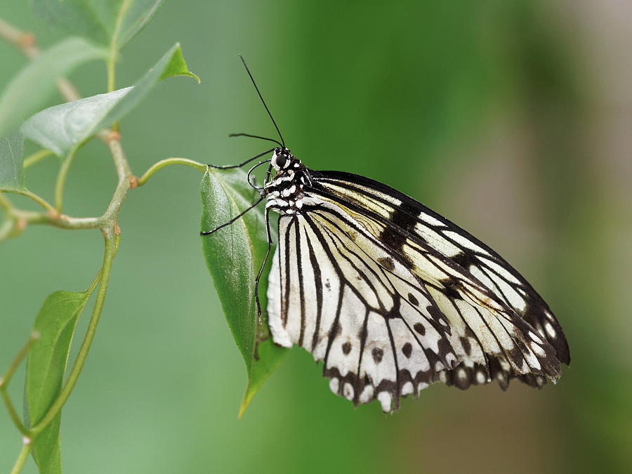 Rice Paper Butterfly by Paul Gulliver Rice Paper Butterfly by Paul Gulliver