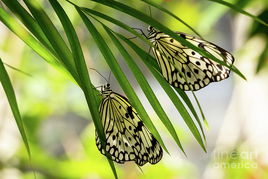 Rice Paper Butterfly Twins Photograph by Sabrina L Ryan