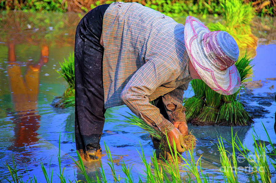 Rice Planter Photograph by Rick Bragan