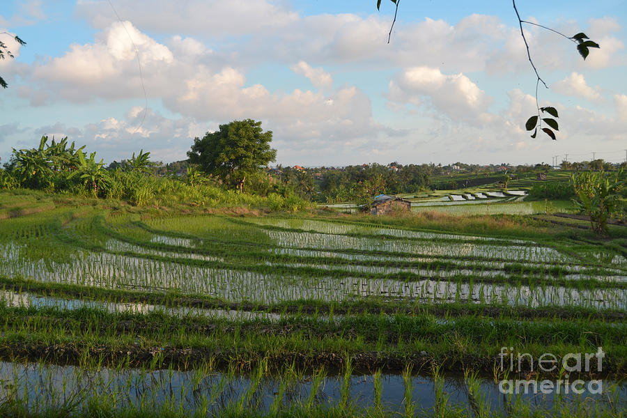 Rice Terrace At Pacuna #1 Vibrant Photograph