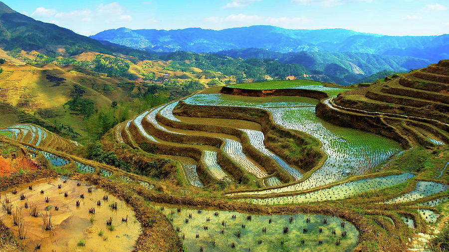 Landscape Digital Art - Rice Terrace by Maye Loeser