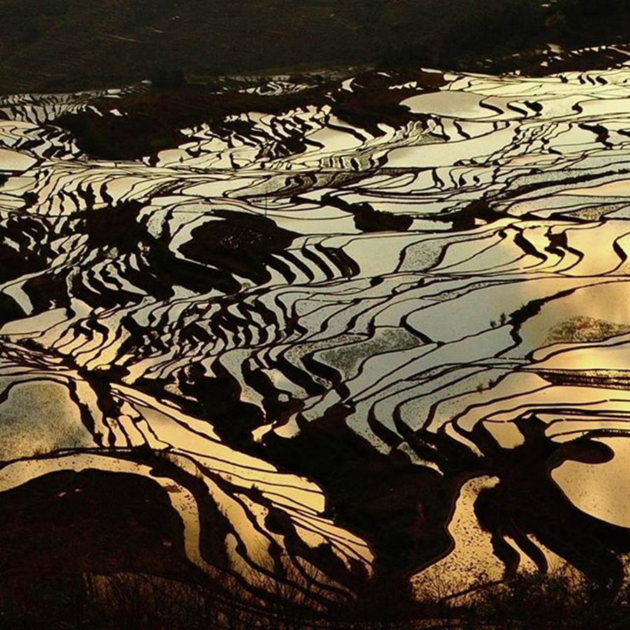 Asia Photograph - Rice Terrace(china) #instagood by Seiji Hori