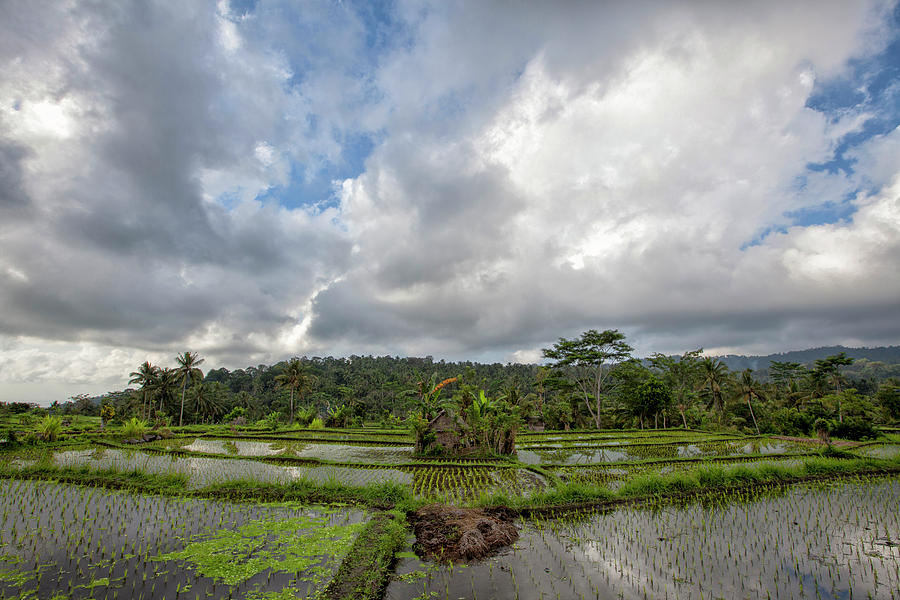 Rice terraces in rice fields on mountain of twilight Photograph by ...