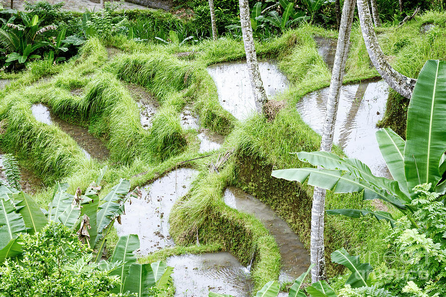 Rice Terraces In Tegallalang Bali  Indonesia Photograph 