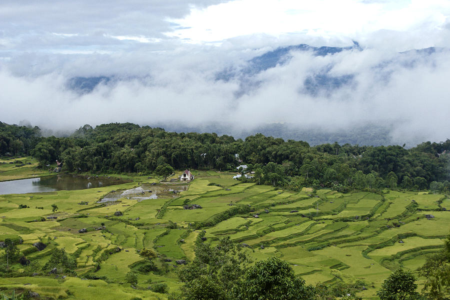 Rice Terraces of Batutumonga Photograph by Michele Burgess