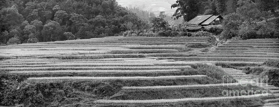 Buffalo Photograph - Rice Terrain Black Sapa  by Chuck Kuhn