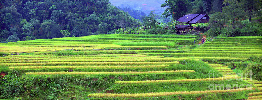 Buffalo Photograph - Rice Terrain Sapa Vietnam Color  by Chuck Kuhn
