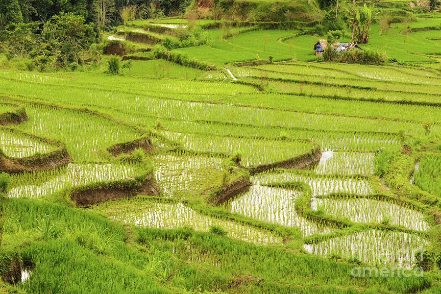 Ricefields in Bali 1 Photograph by Werner Padarin