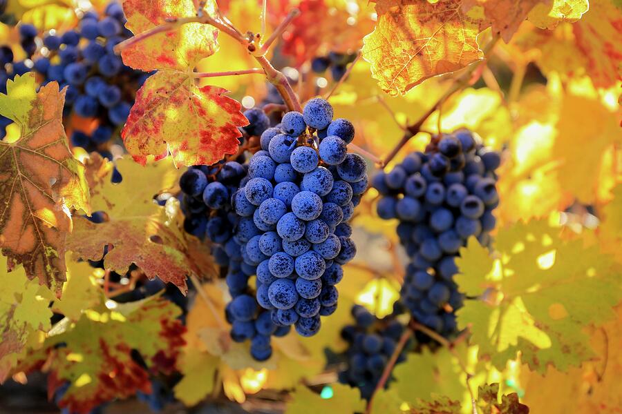 Rich fall colors with grapes Photograph by Lynn Hopwood