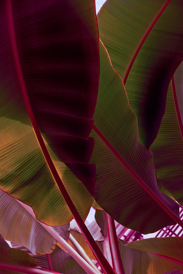 Pattern Digital Art - Rich Maroon and Jungle Green - Exotic Tropics by Georgia Mizuleva