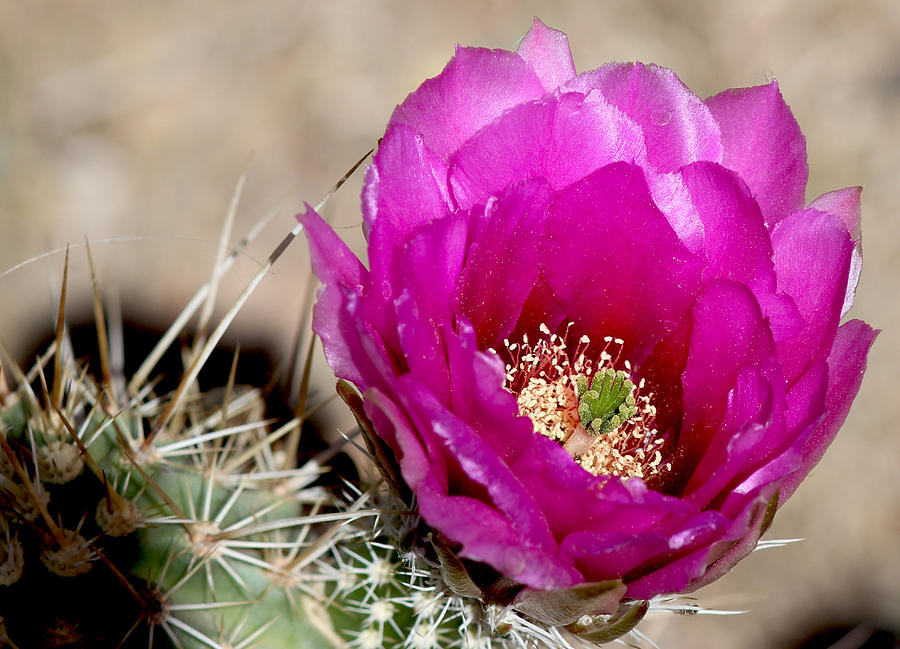Deep Pink Cactus Flower Photograph by Lorraine Baum