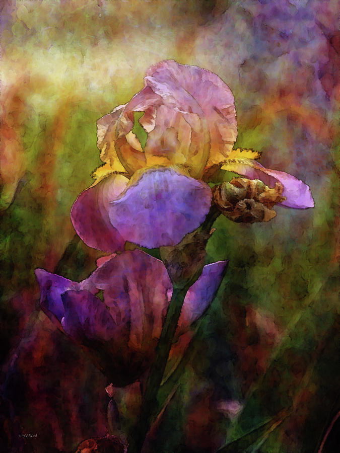 Rich Purple Irises 0056 IDP_22 Photograph by Steven Ward