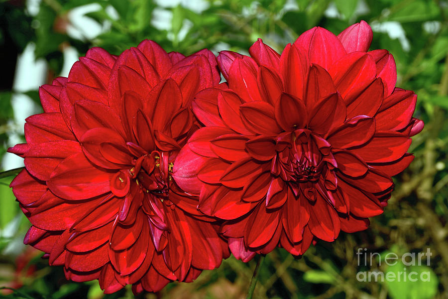 Flower Photograph - Rich Red Dahlias by Kaye Menner by Kaye Menner