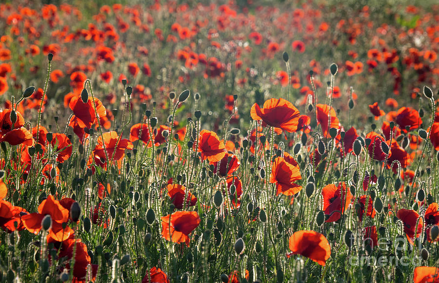 Rich Red Poppys by Paul Farnfield Rich Red Poppys by Paul Farnfield