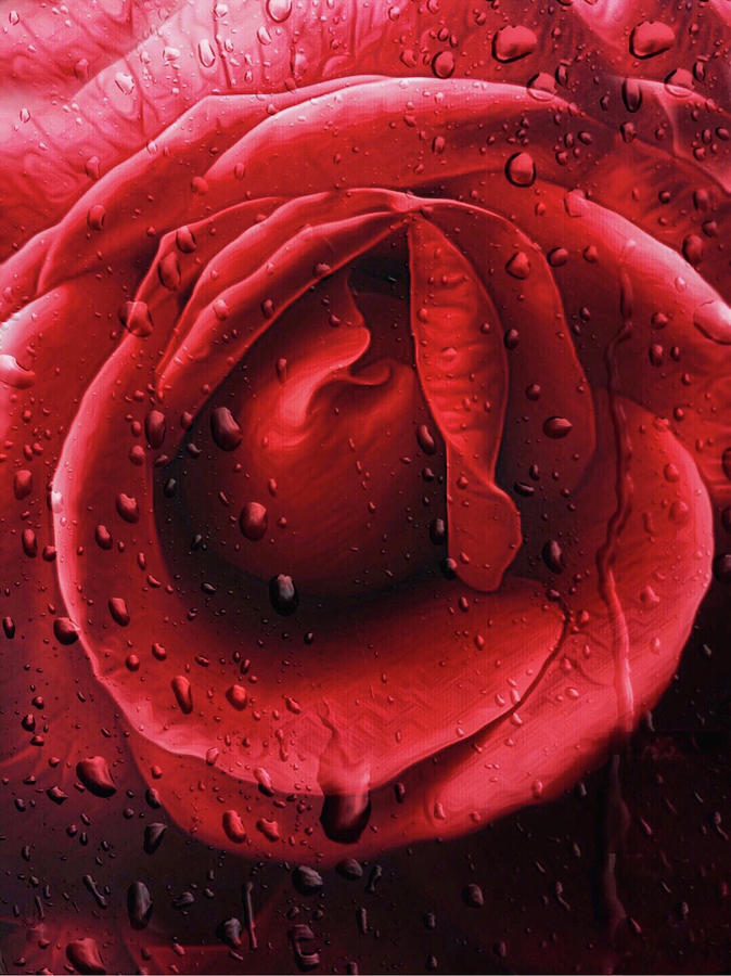 Rose Photograph - Rich Red Rose by Doris Aguirre