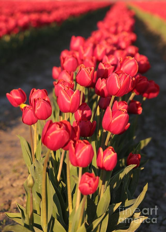 Rich Red Tulips Photograph by Carol Groenen
