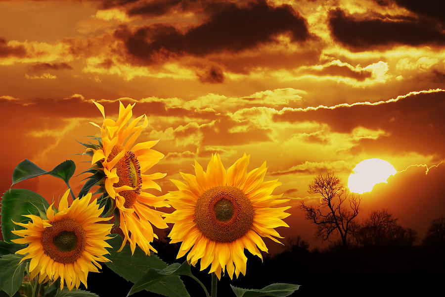 Riches Beyond Compare - Sunflower Sunset Photograph by Gill Billington