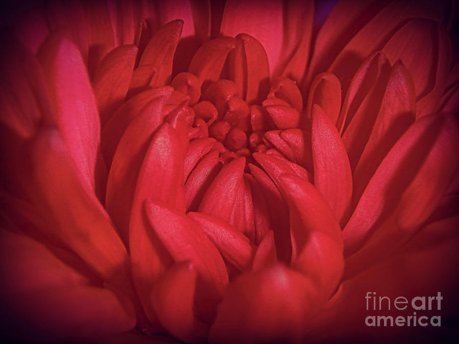 Richly Red Photograph by Judy Hall-Folde