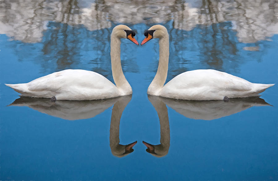Ride A White Swan Photograph by Roy Pedersen