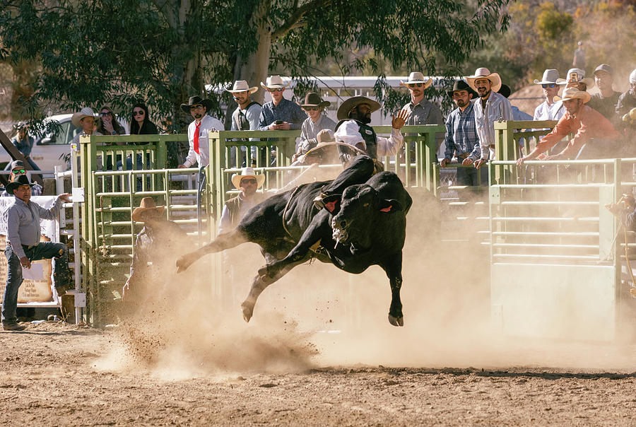 Ride Bull 3 Photograph by John Swartz