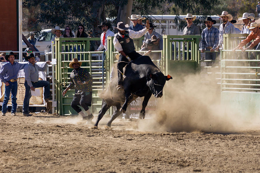 Ride Bull 4 Photograph by John Swartz