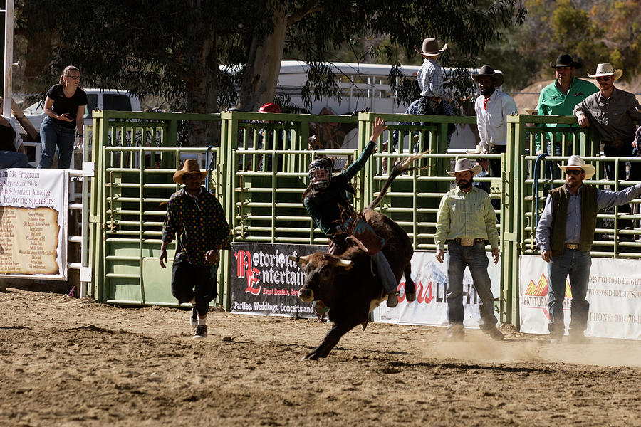 Ride Bull Photograph