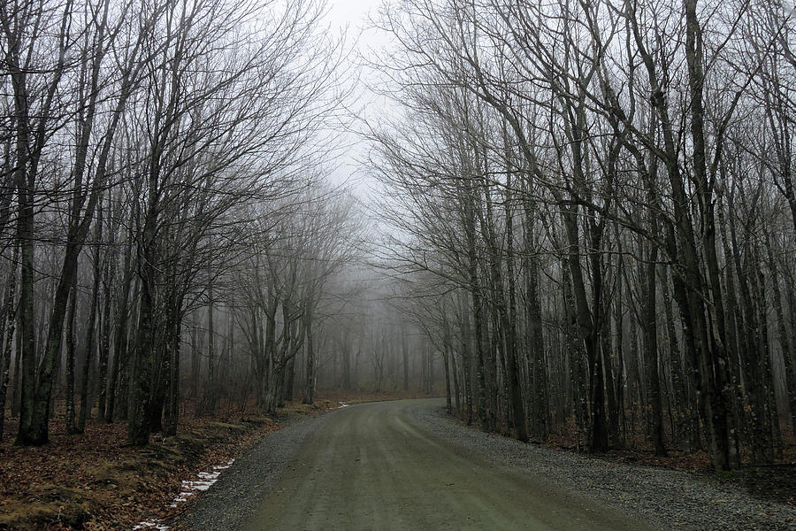 Ride In The Forest Photograph