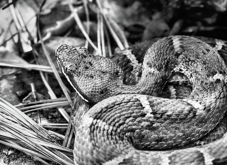 Ridge Nosed Rattlesnake in Black and White Photograph by JC Findley