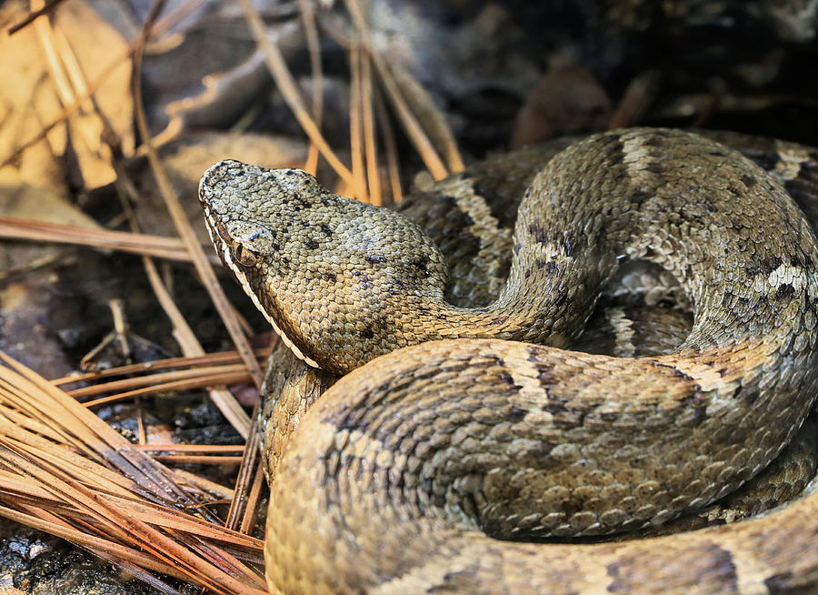 Ridge Nosed Rattlesnake Photograph by JC Findley