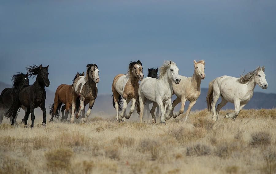 Horse Photograph - Ridge Runners by Kent Keller