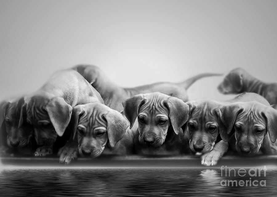 Ridgeback Puppies Photograph by Mim White