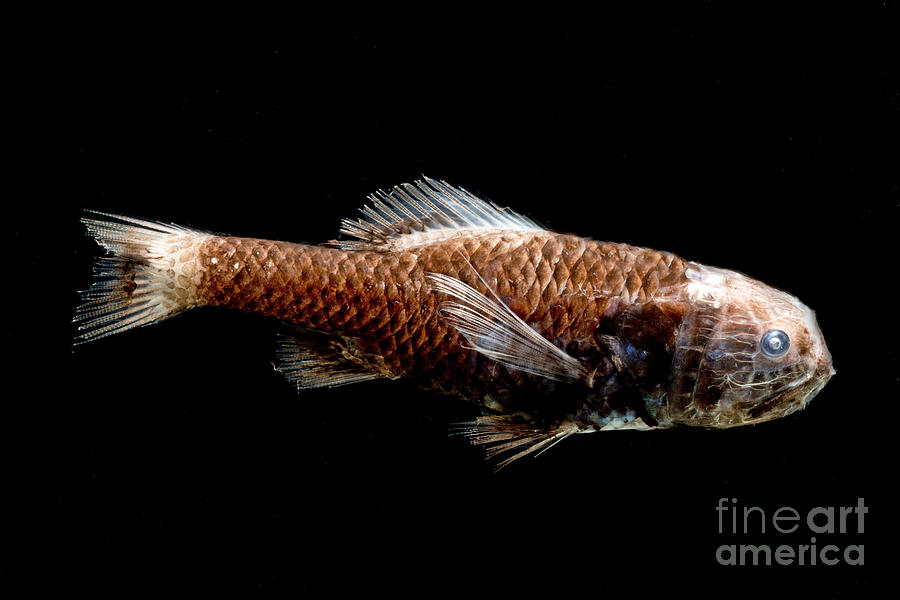 Ridgehead Fish Photograph by Dant Fenolio