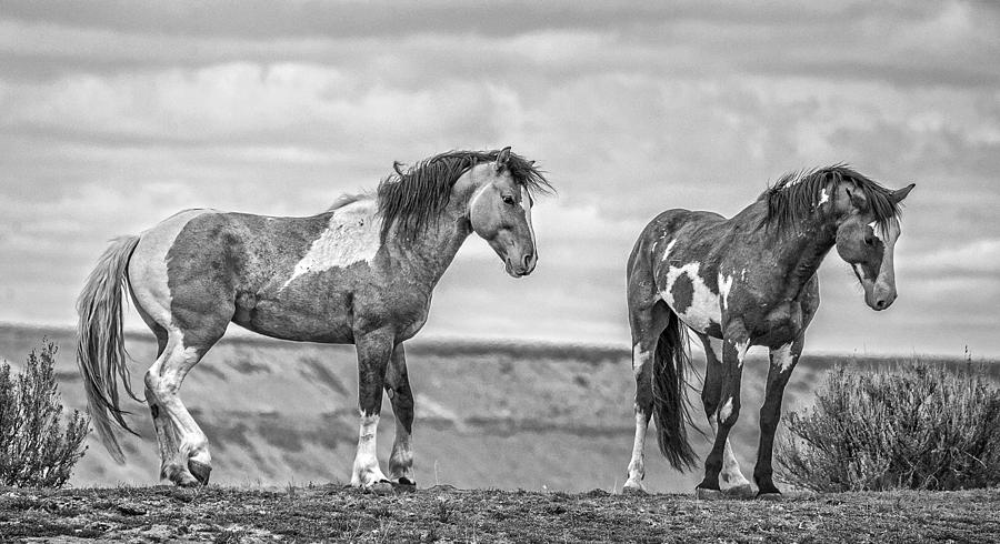 Ridgeline Stallions Photograph by Wes and Dotty Weber