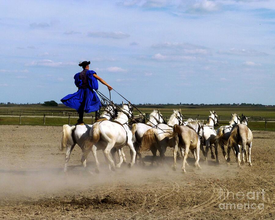 Riding 10 Horses Photograph by Barbie Corbett-Newmin