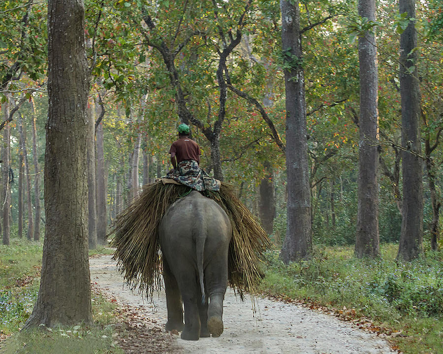 Riding an Elephant Photograph by Lindley Johnson