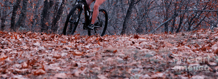 Bicycles Photograph - Riding Autumn by Steven Digman Bicycles Photograph - Riding Autumn by Steven Digman