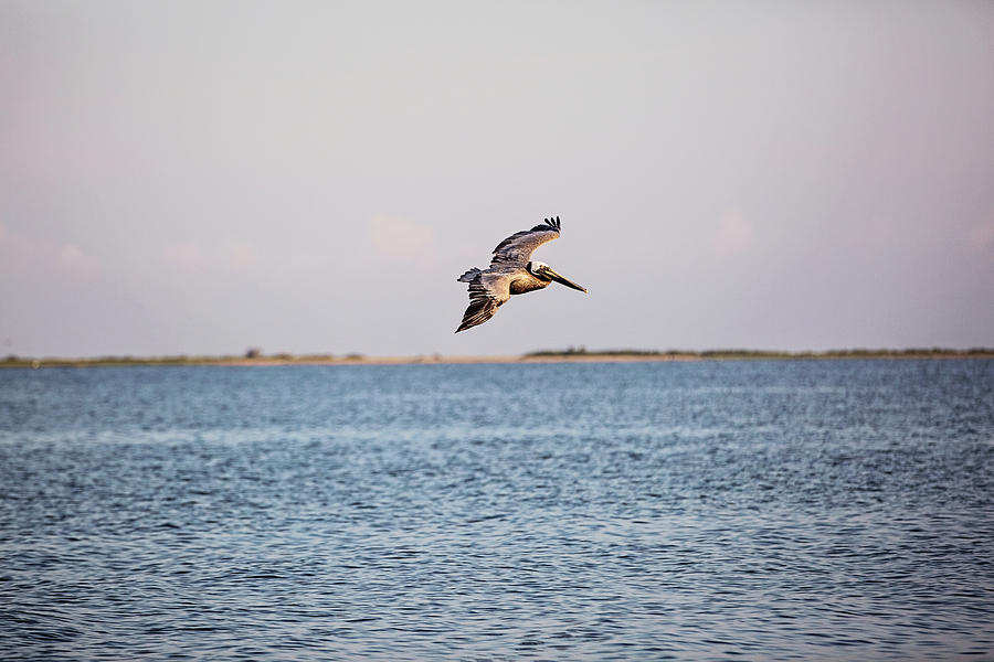 Riding the Breeze Over the Gulf Waters Photograph by Scott Pellegrin