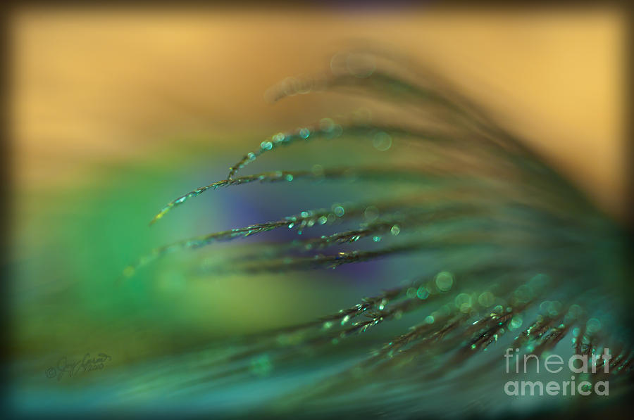 Peacock Photograph - Riding the Wave by Joy Gerow