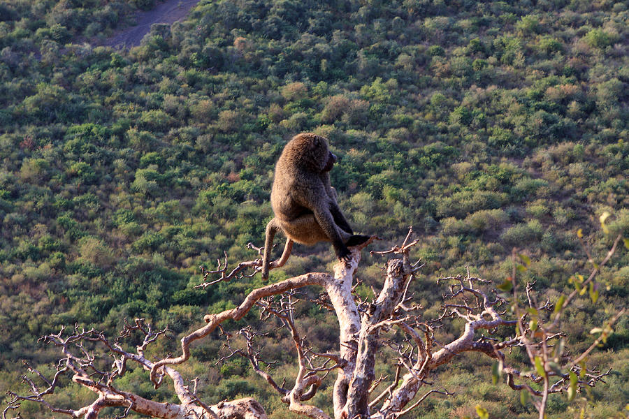 Rift Valley Baboon Photograph by Aidan Moran