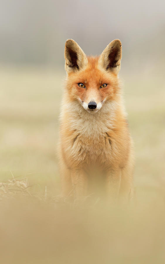 Wildlife Photograph - Right into your Soul - Red Fox by Roeselien Raimond