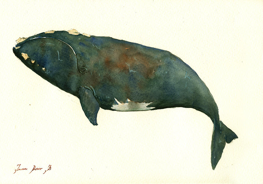 Blue Whale Watercolor Painting - Right whale painting by Juan  Bosco