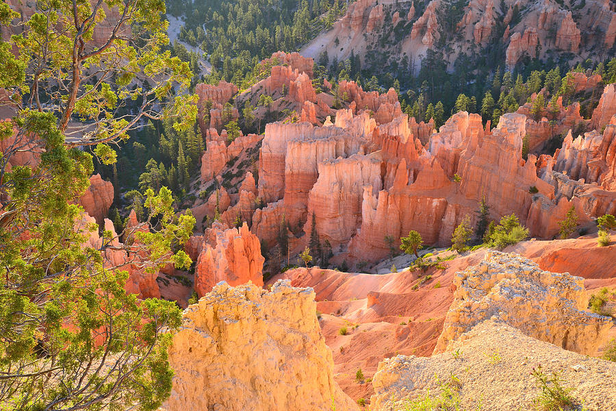 Rim Trail at Bryce Photograph by Ray Mathis