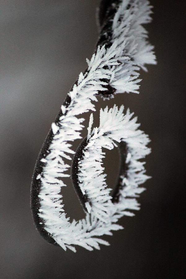 Rime Frost Photograph by Brook Burling