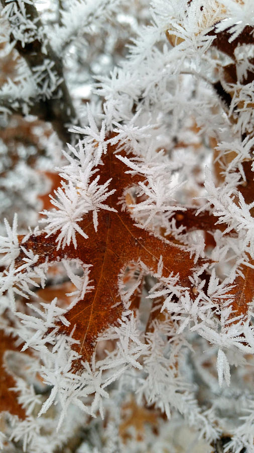 Rime Frost Covered Oak Leaf Photograph by Brook Burling